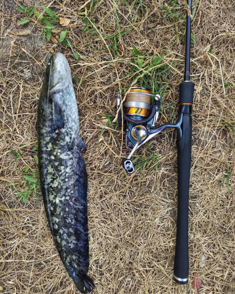 Фотозвіт риболовлі - Лебедин