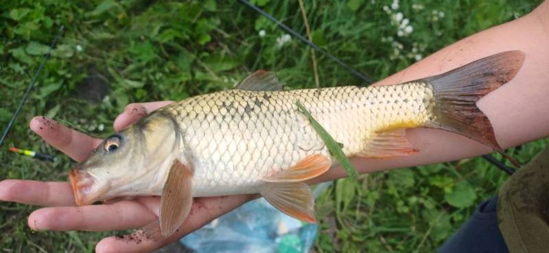 Риболовний звіт по рибі: Короп