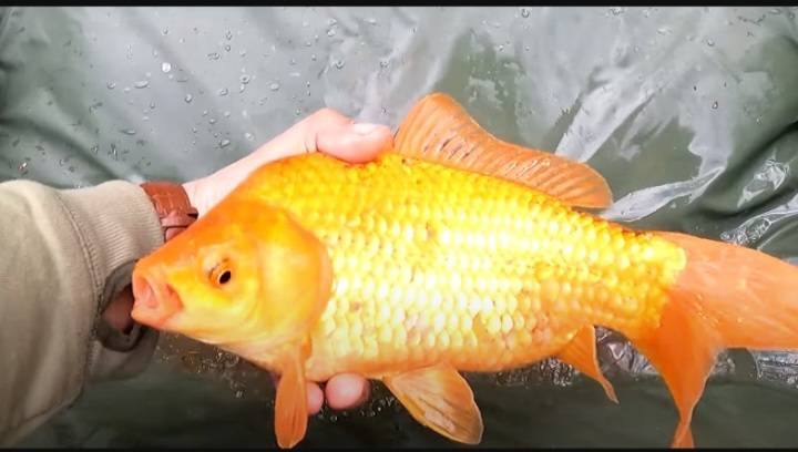 Фотозвіт риболовлі - Сумська область