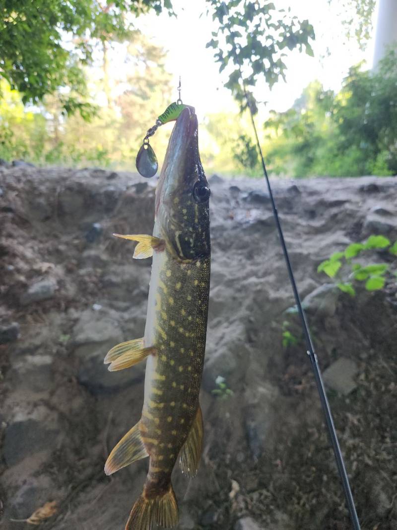 Риболовний звіт по рибі: Щука