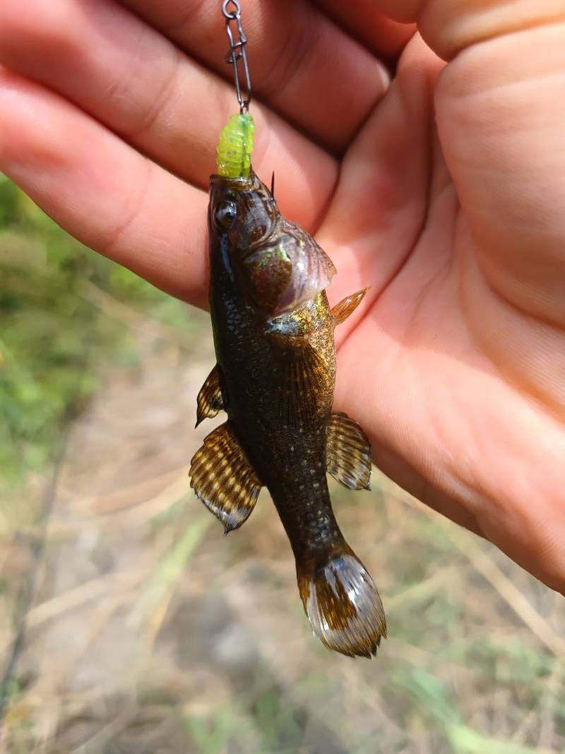 Риболовний звіт по рибі: Ротан