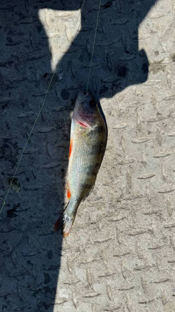 Риболовний звіт по рибі: Окунь