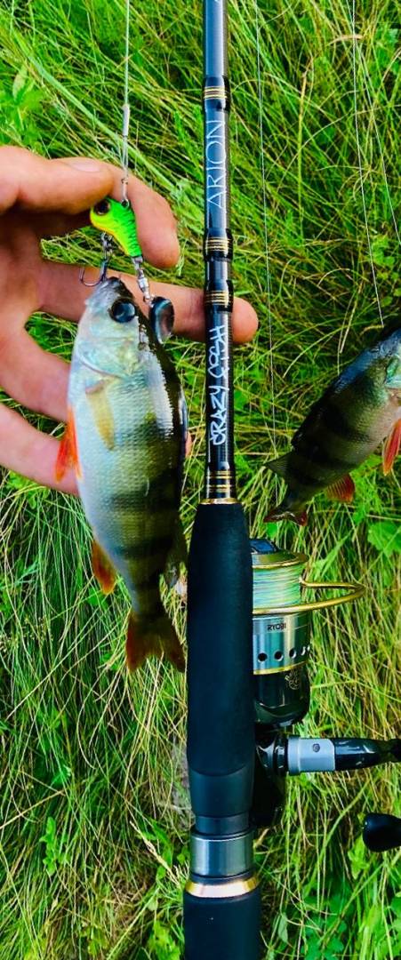 Риболовний звіт по рибі: Окунь