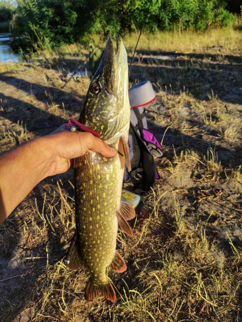 Риболовний звіт по рибі: Щука
