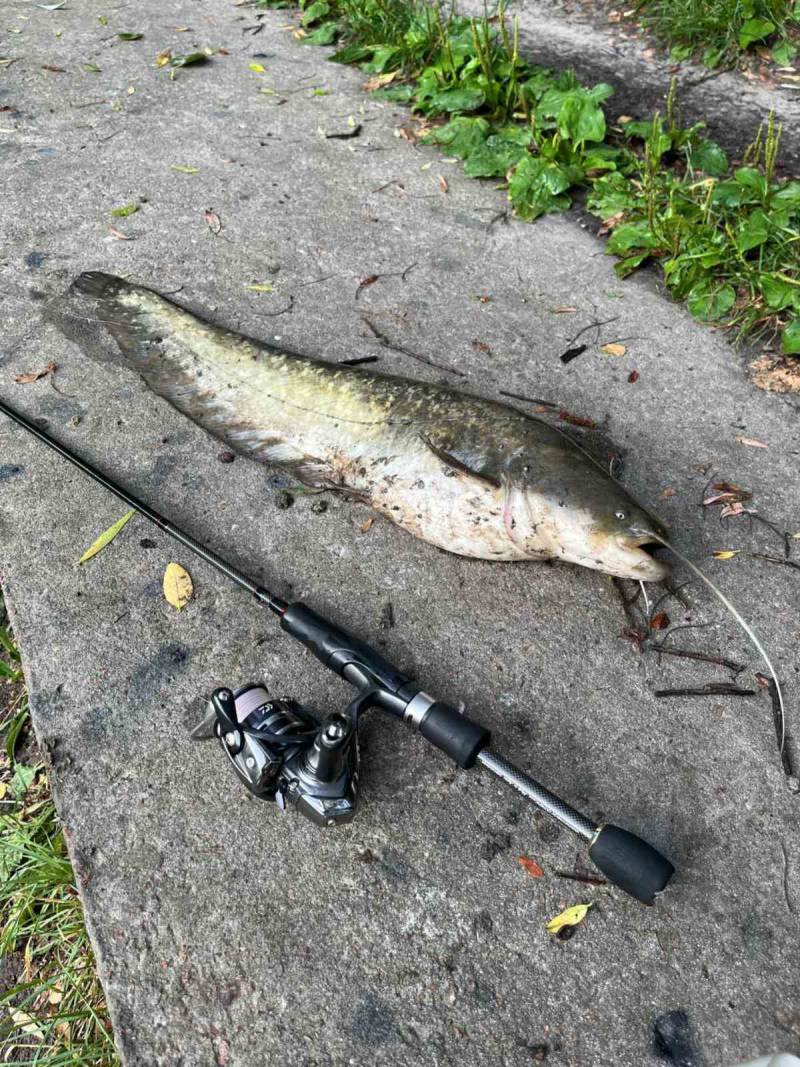 Риболовний звіт по рибі: Звичайний сом