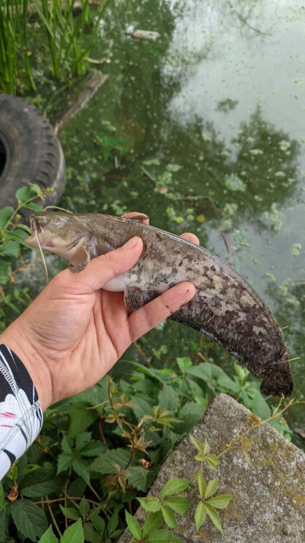 Риболовний звіт по рибі: Звичайний сом