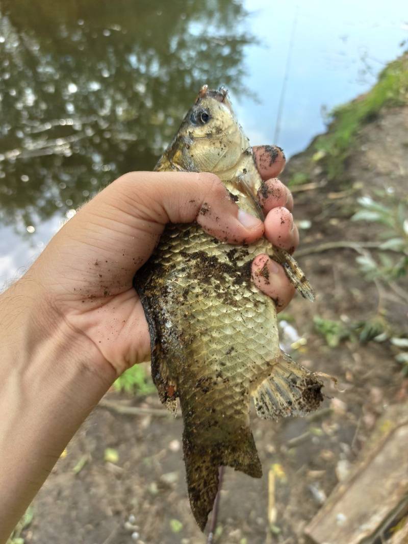 Риболовний звіт по рибі: Карась