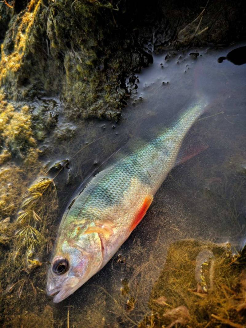Риболовний звіт по рибі: Окунь