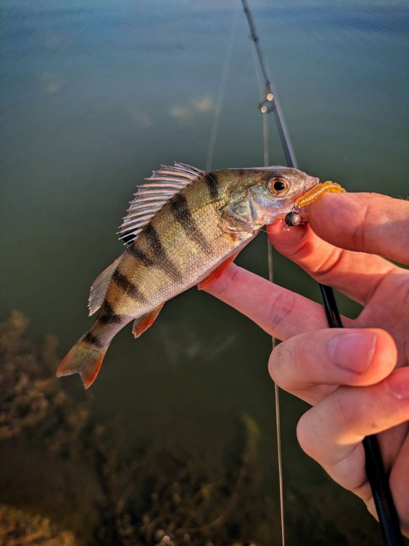 Фотозвіт риболовлі - Харківська область