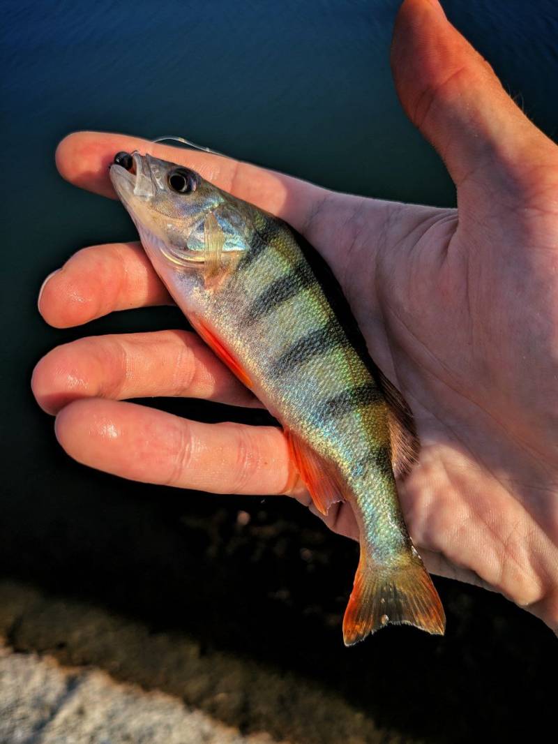 Фотозвіт риболовлі - Харківська область