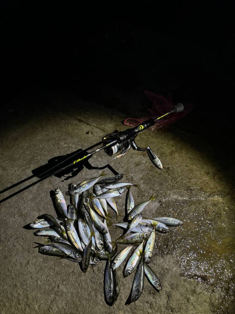 Риболовний звіт по рибі: Ставрида