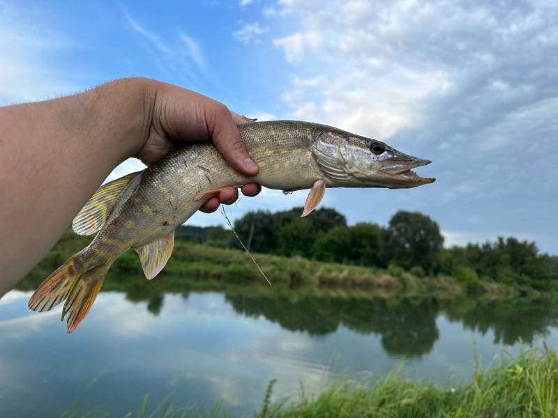 Риболовний звіт по рибі: Щука