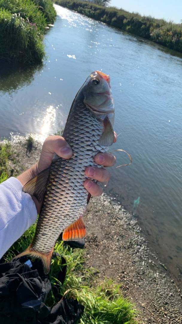 Риболовний звіт по рибі: Клень (Головень)