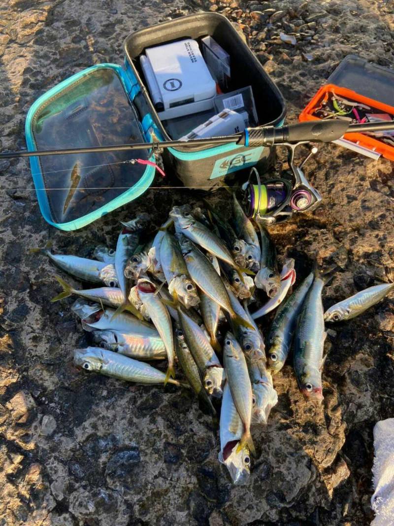 Риболовний звіт по рибі: Ставрида, Оселедець