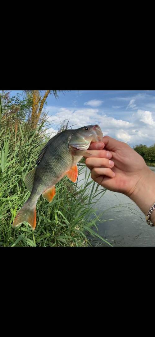 Риболовний звіт по рибі: Окунь