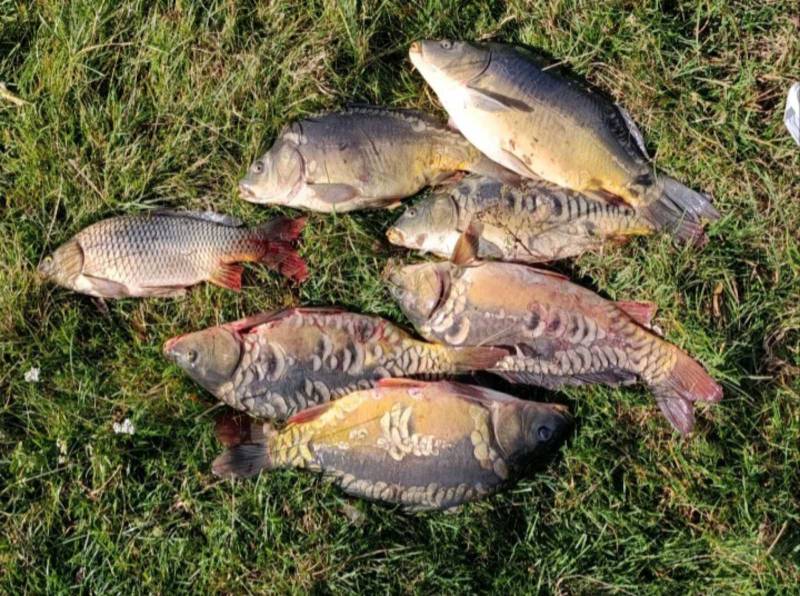 Риболовний звіт по рибі: Короп
