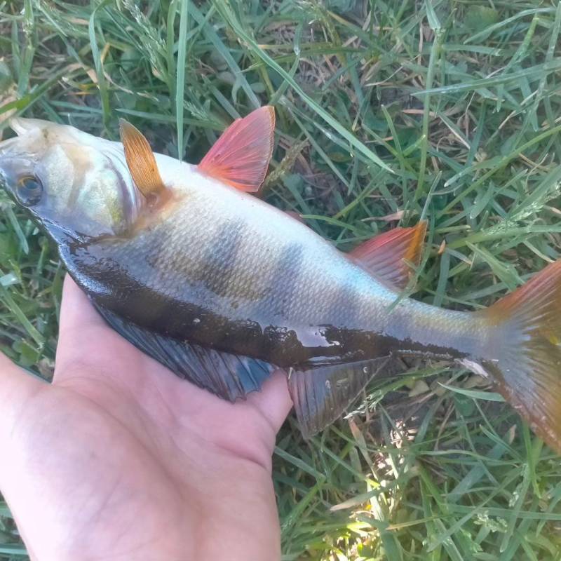 Риболовний звіт по рибі: Окунь