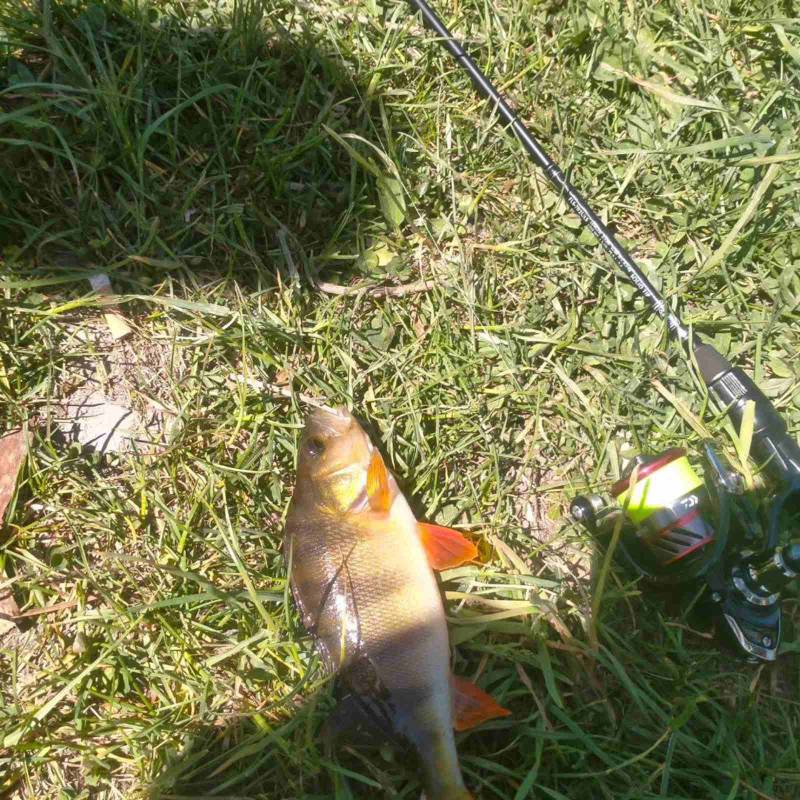 Риболовний звіт по рибі: Окунь