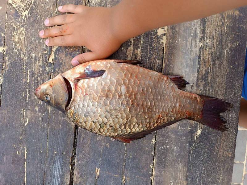 Риболовний звіт по рибі: Карась