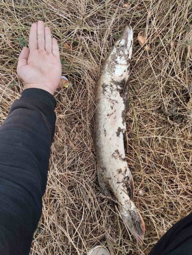 Риболовний звіт по рибі: Щука