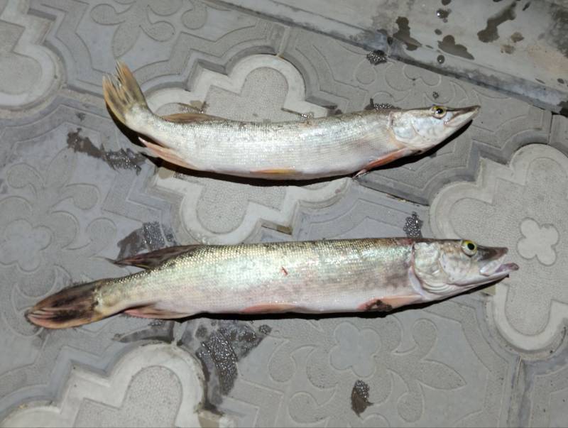 Риболовний звіт по рибі: Щука