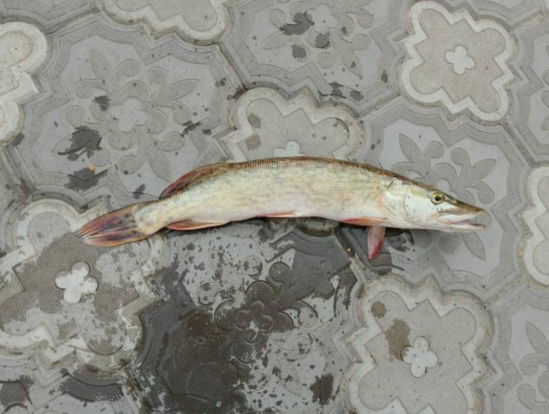 Риболовний звіт по рибі: Щука