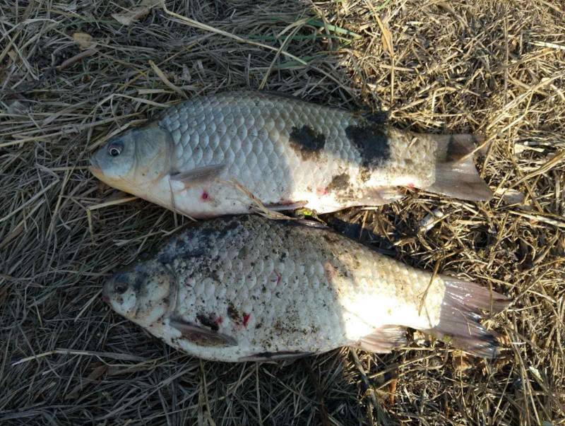 Риболовний звіт по рибі: Карась