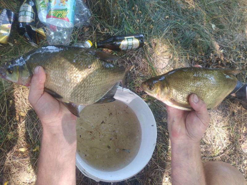 Риболовний звіт по рибі: Лящ