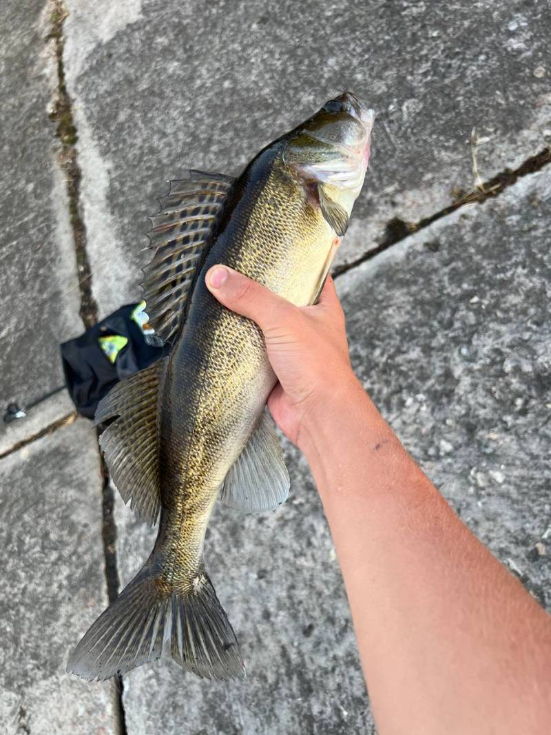 Риболовний звіт по рибі: Судак