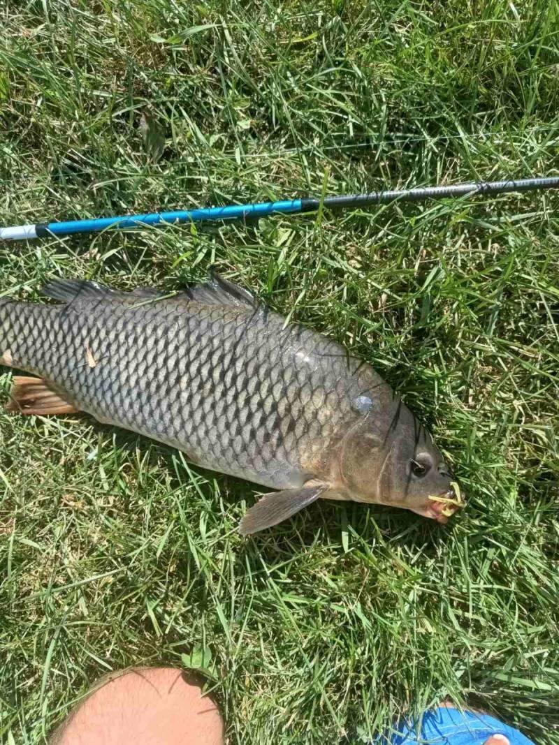 Риболовний звіт по рибі: Короп