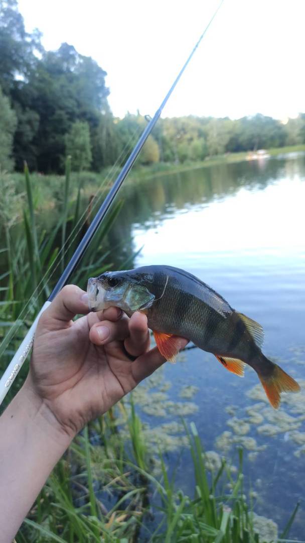 Риболовний звіт по рибі: Окунь