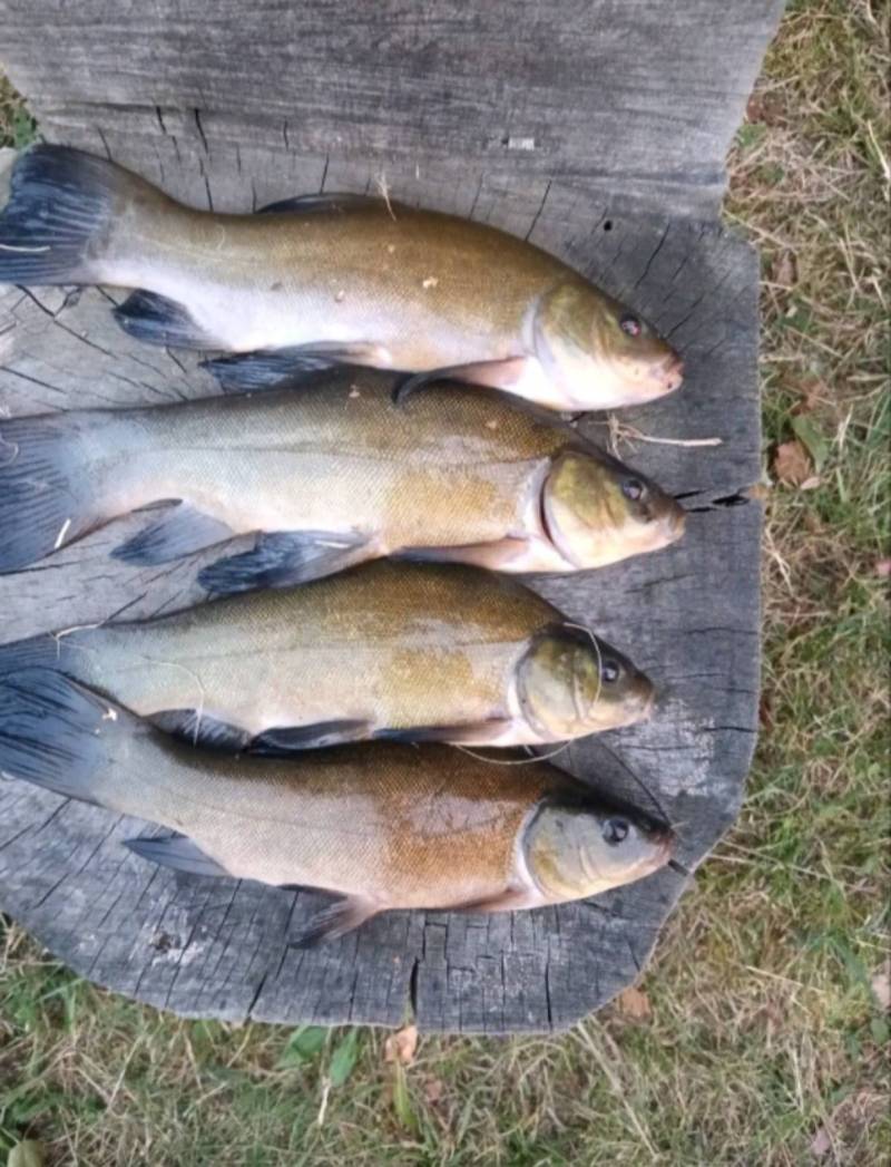 Риболовний звіт по рибі: Лин