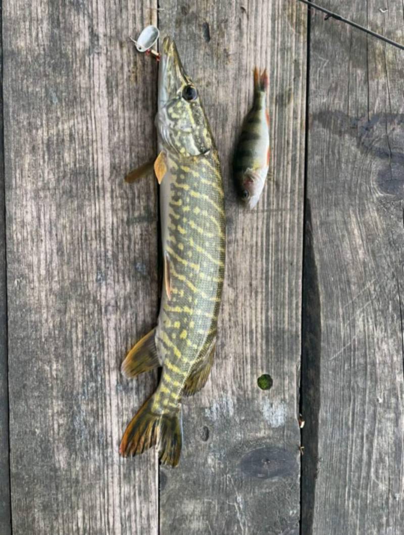 Риболовний звіт по рибі: Щука, Окунь