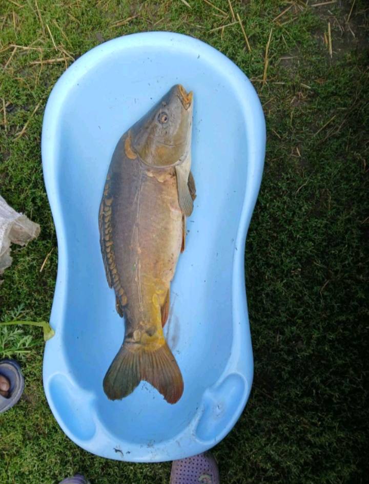 Риболовний звіт по рибі: Короп