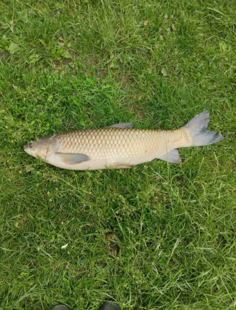 Риболовний звіт по рибі: Амур Білий