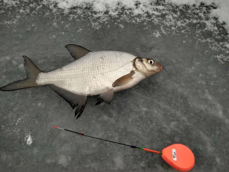 Риболовний звіт по рибі: Лящ