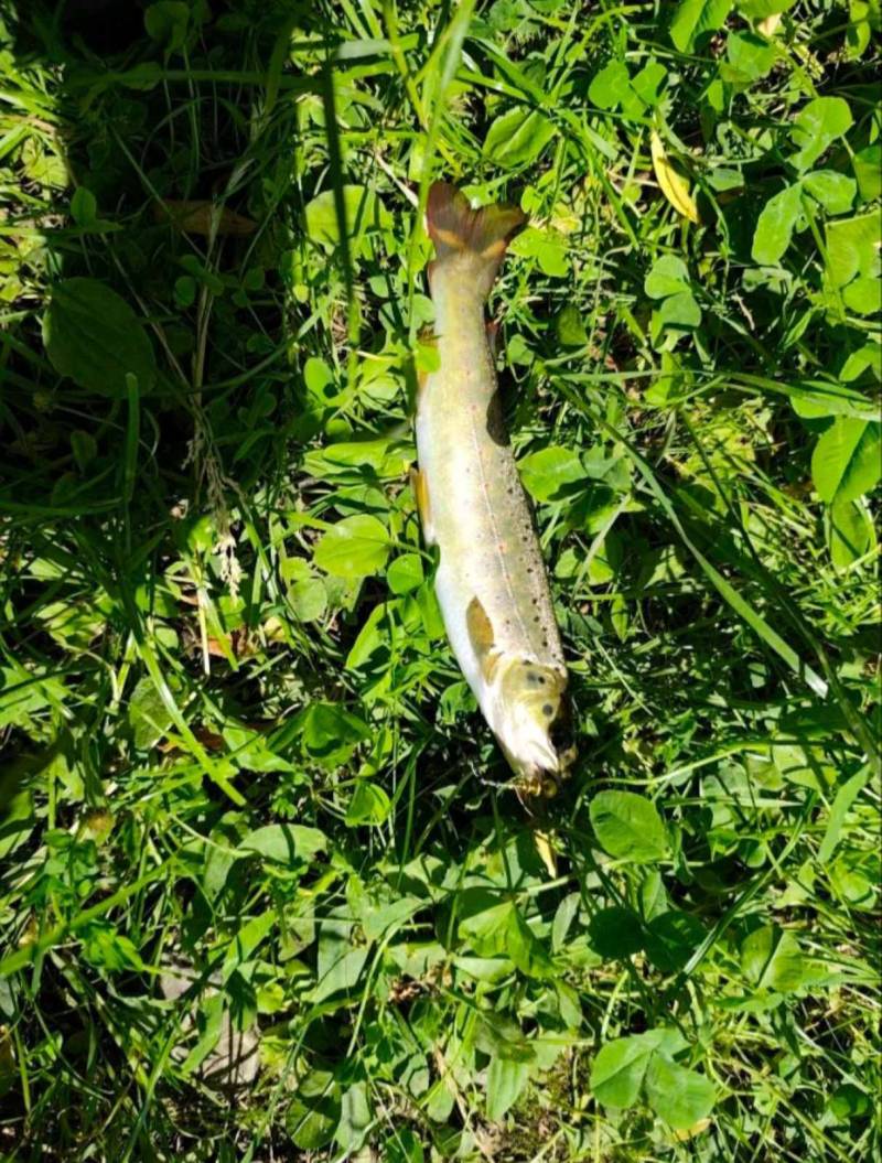 Риболовний звіт по рибі: Форель струмкова