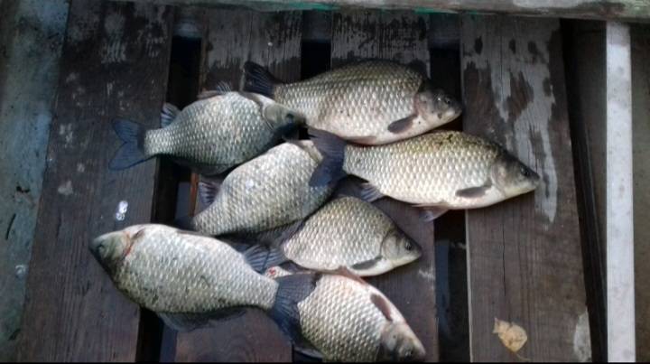 Риболовний звіт по рибі: Карась