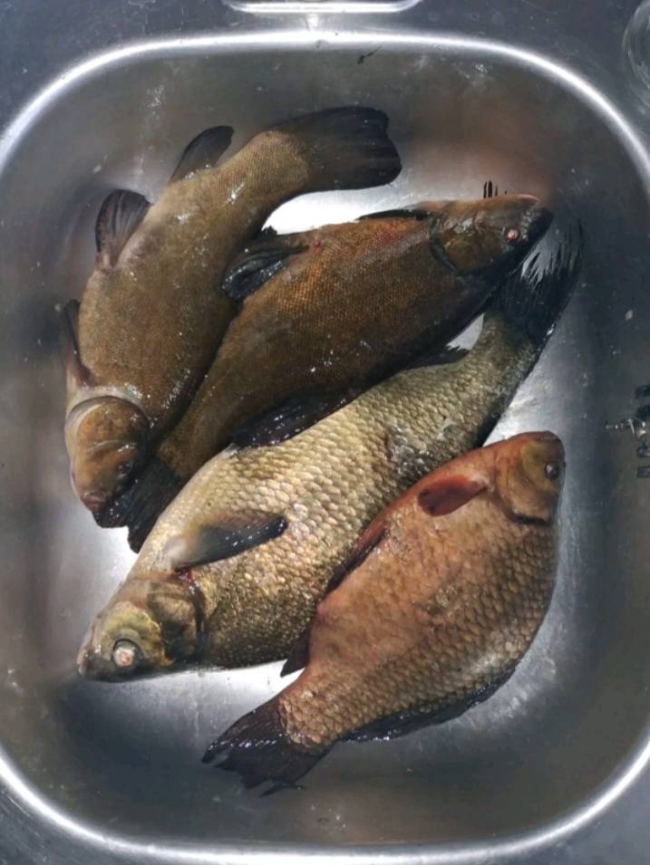 Риболовний звіт по рибі: Лин, Лящ, Карась