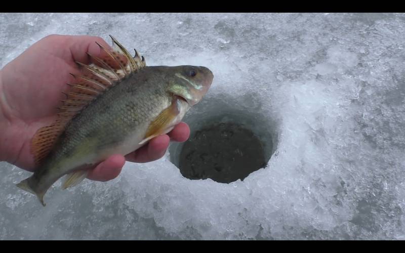 Фотозвіт риболовлі - Сумська область