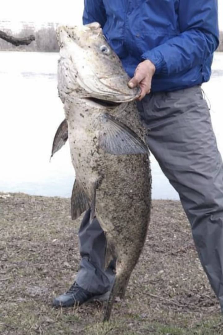 Риболовний звіт по рибі: Товстолобик