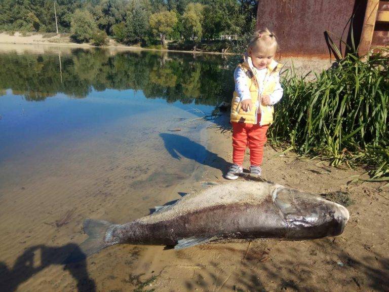 Риболовний звіт по рибі: Товстолобик