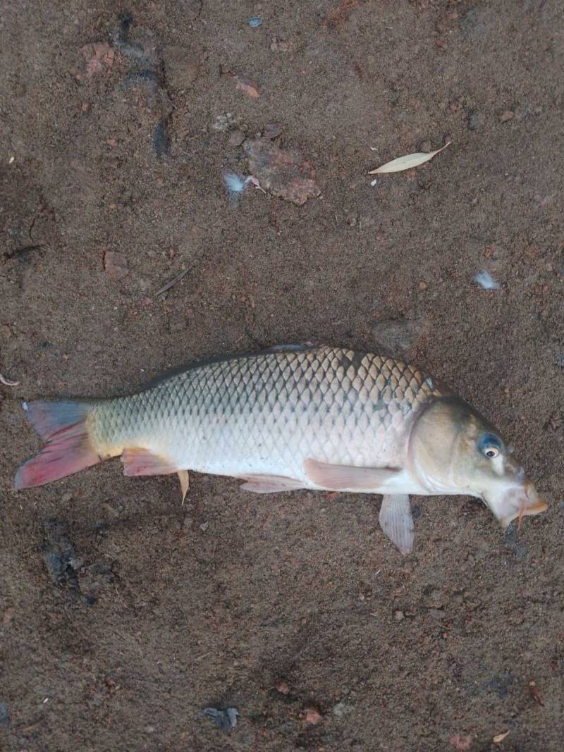 Фотозвіт риболовлі - Кіровоградська область