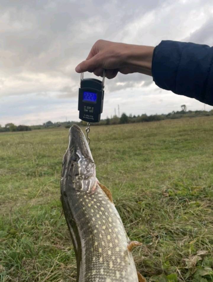 Риболовний звіт по рибі: Щука