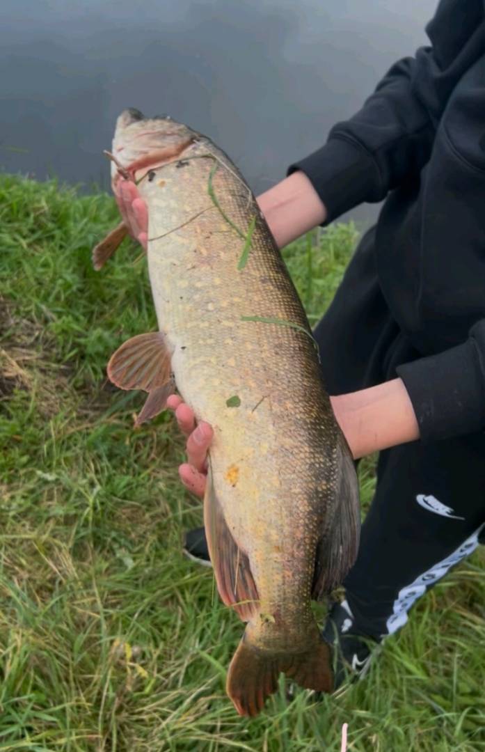 Риболовний звіт по рибі: Щука