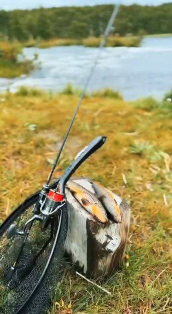 Риболовний звіт по рибі: Форель струмкова