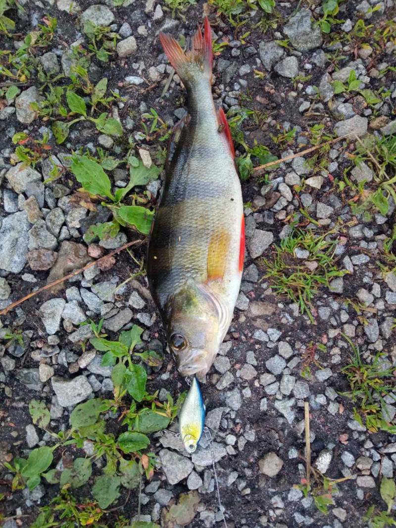 Риболовний звіт по рибі: Окунь