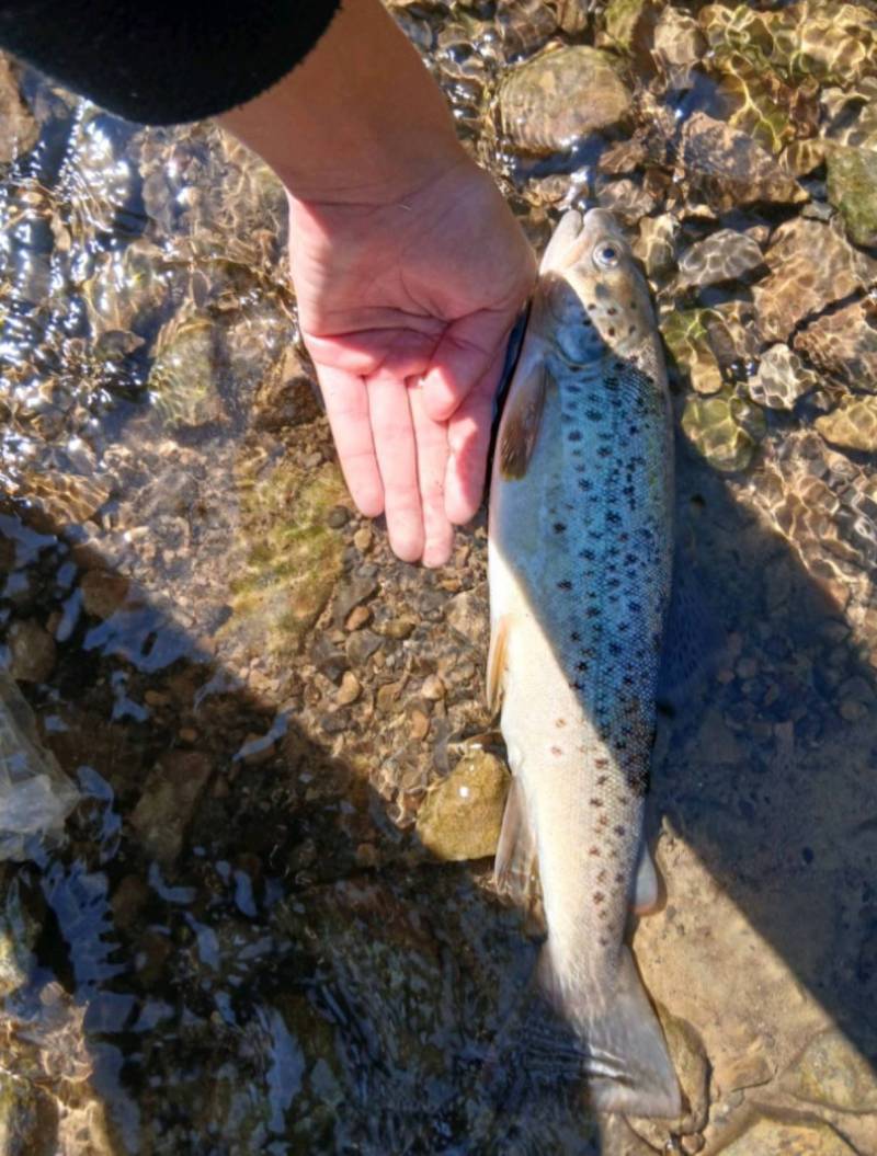 Риболовний звіт по рибі: Форель струмкова