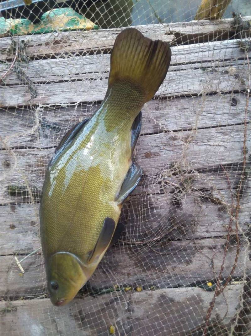 Фотозвіт риболовлі - Україна