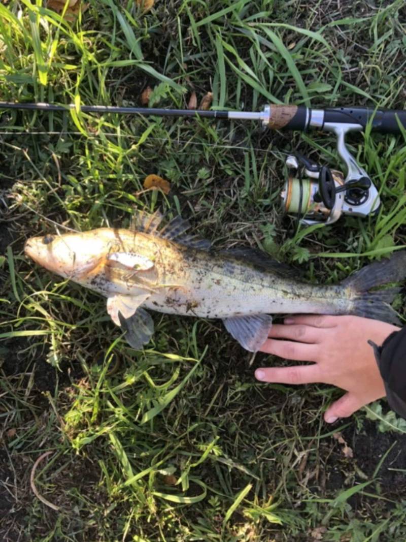Риболовний звіт по рибі: Судак